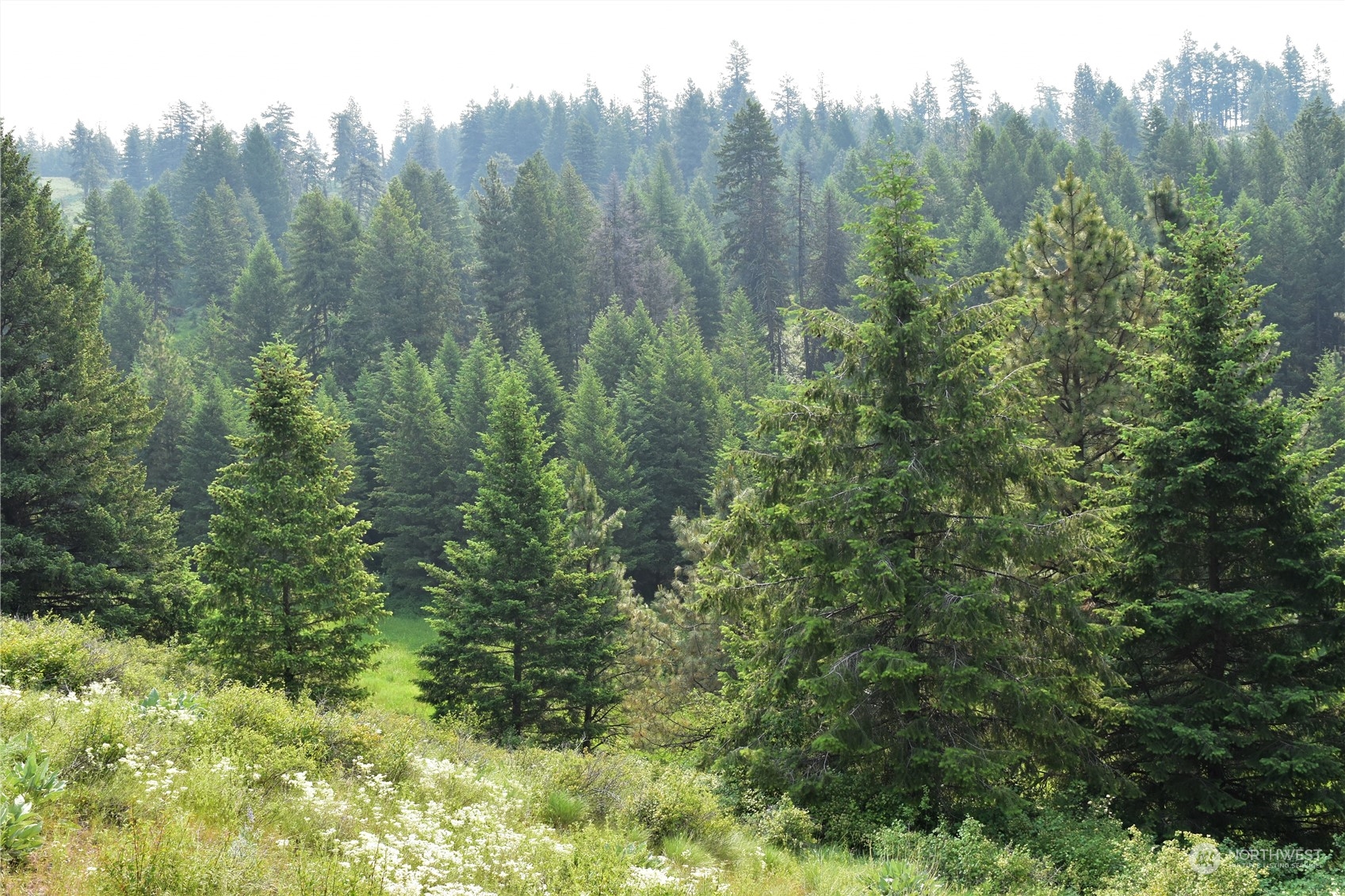 65 Knob Hill Road Republic, WA 99166 - Photo 3 of 12 a view of a lush green forest with trees in the background