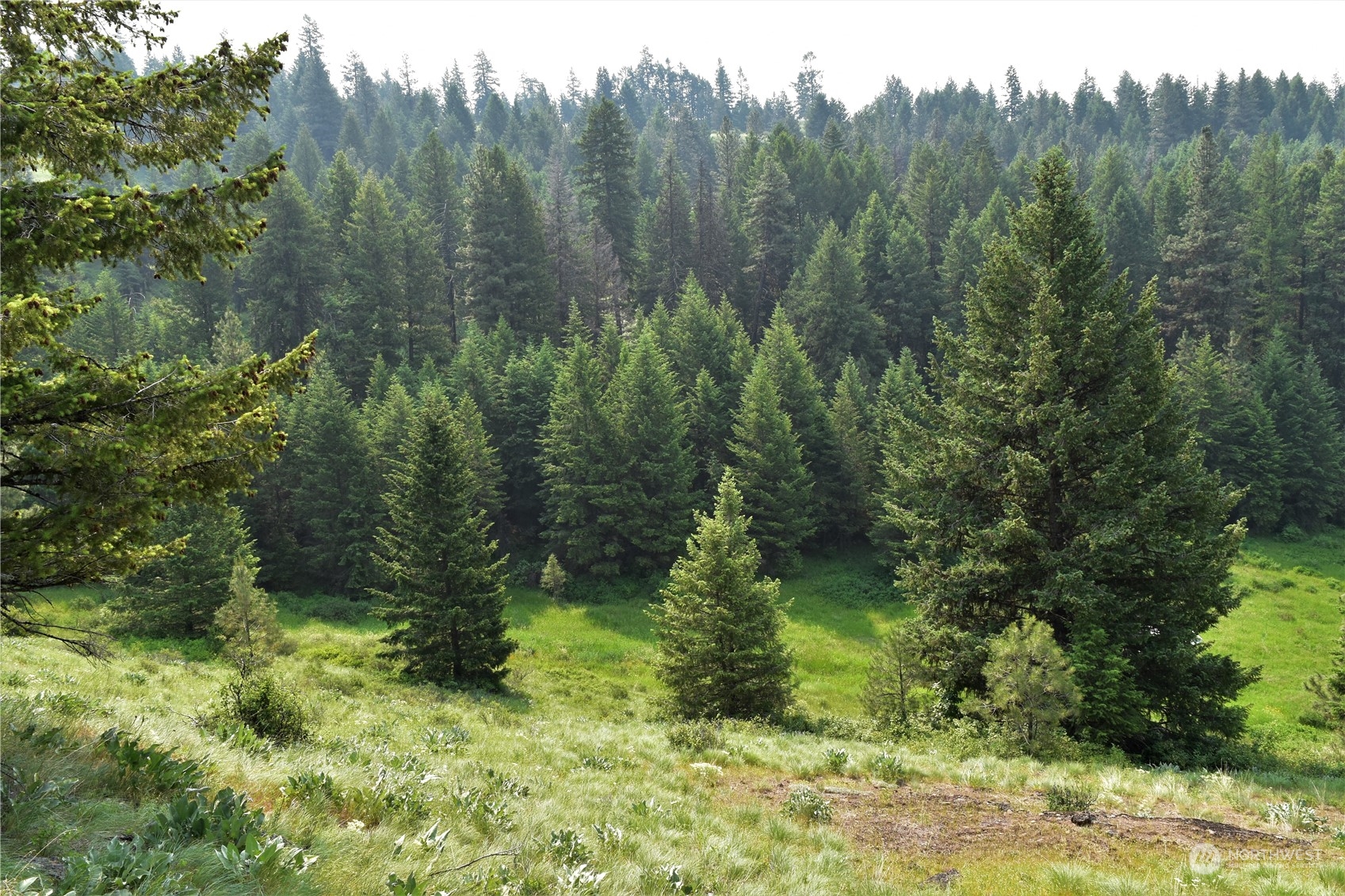 65 Knob Hill Road Republic, WA 99166 - Photo 5 of 12 a view of a lush green forest with trees and a houses