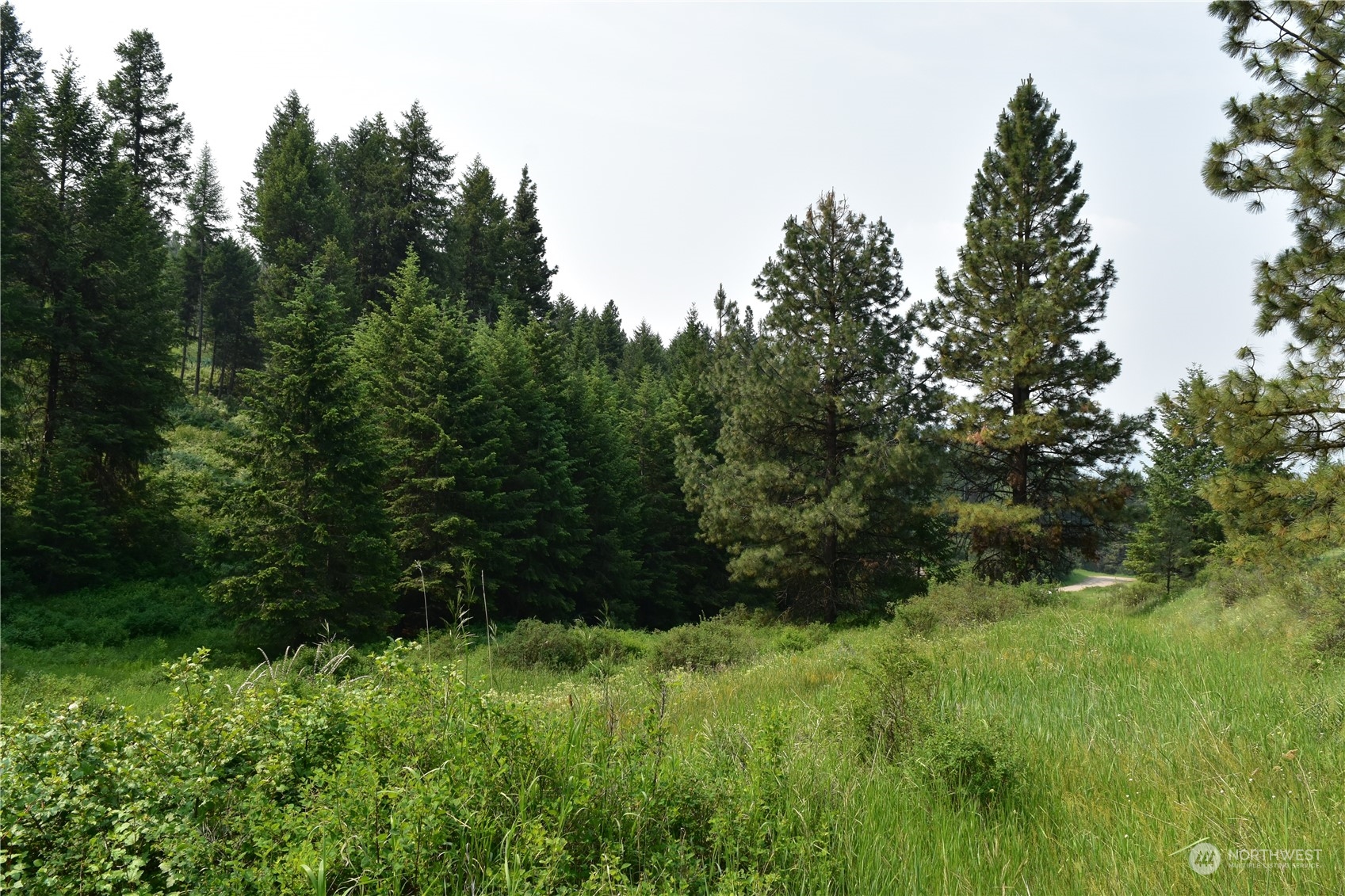 65 Knob Hill Road Republic, WA 99166 - Photo 8 of 12 a view of a lush green space