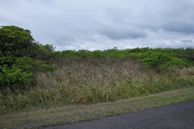 a view of a field with a tree in the background