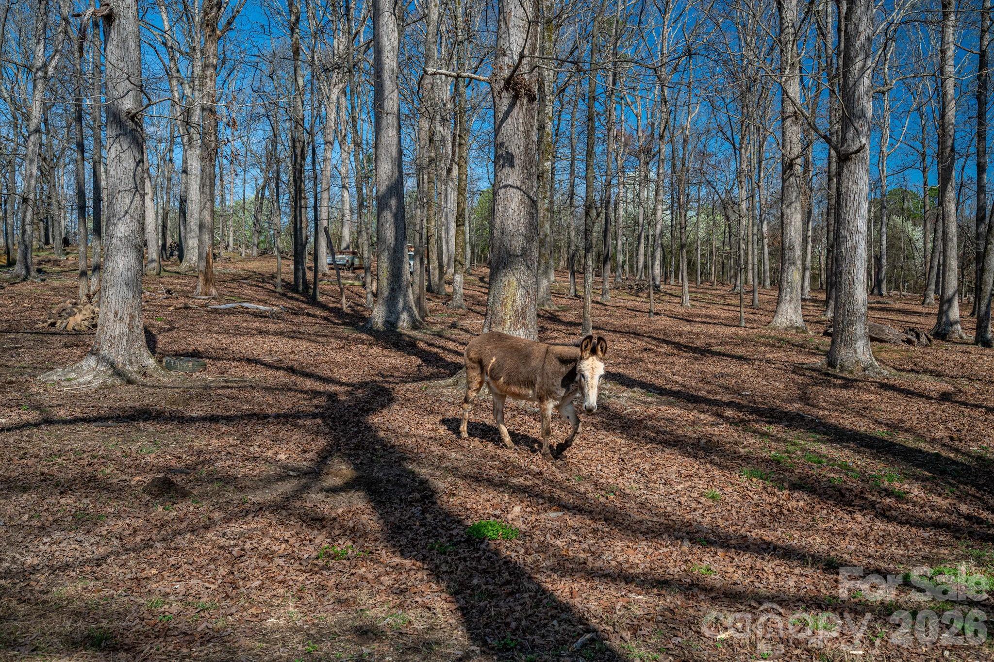 221 Lee Black Road Cherryville, NC 28021 - Photo 45 of 48 a view of a backyard with of trees