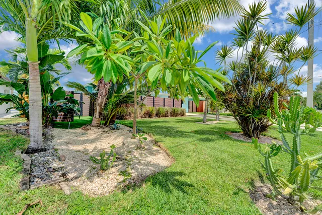 a view of a yard with plants and palm trees