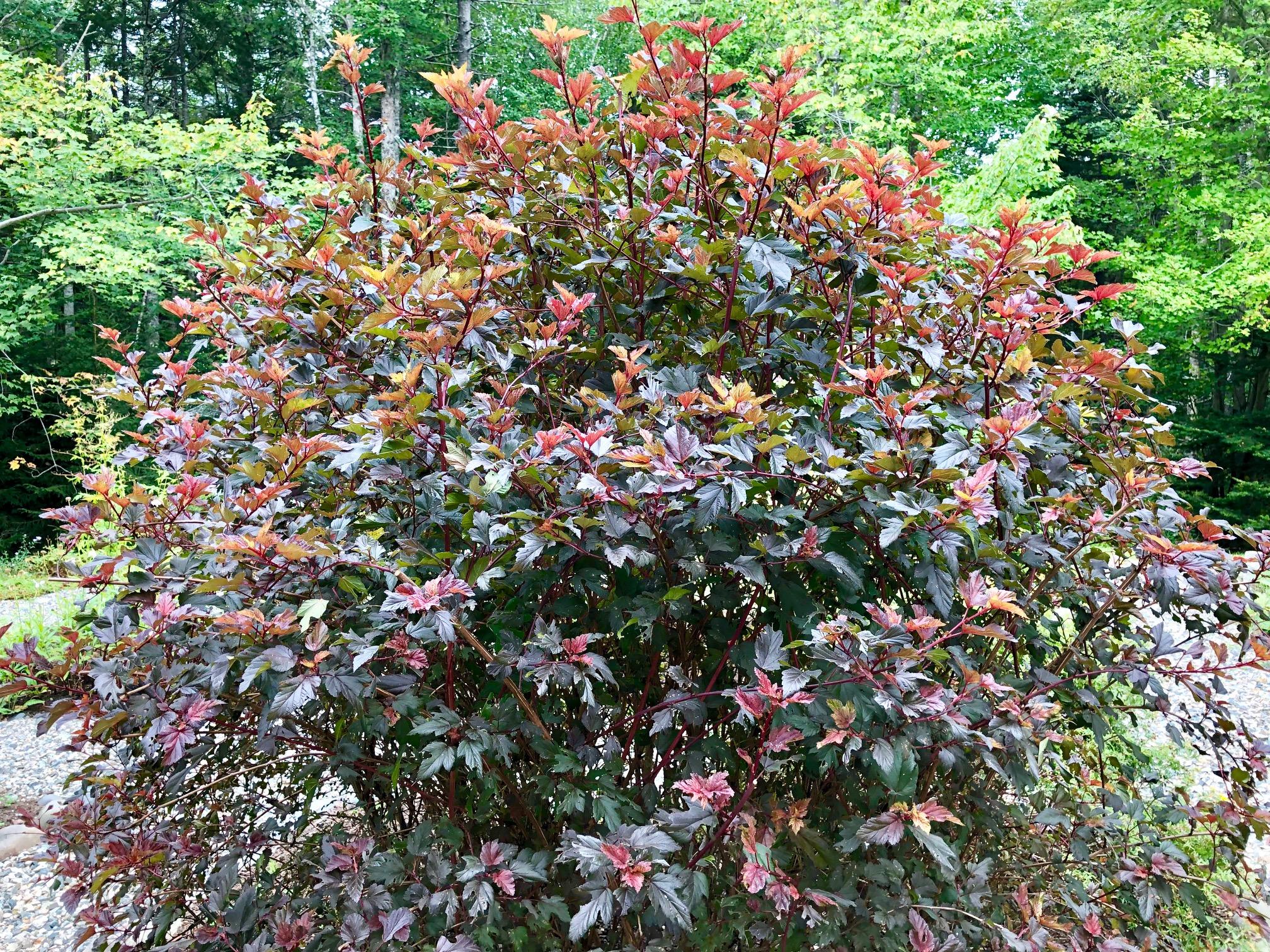24 Ledges Road Bass Harbor, ME 04653 - Photo 49 of 61 Shrubs