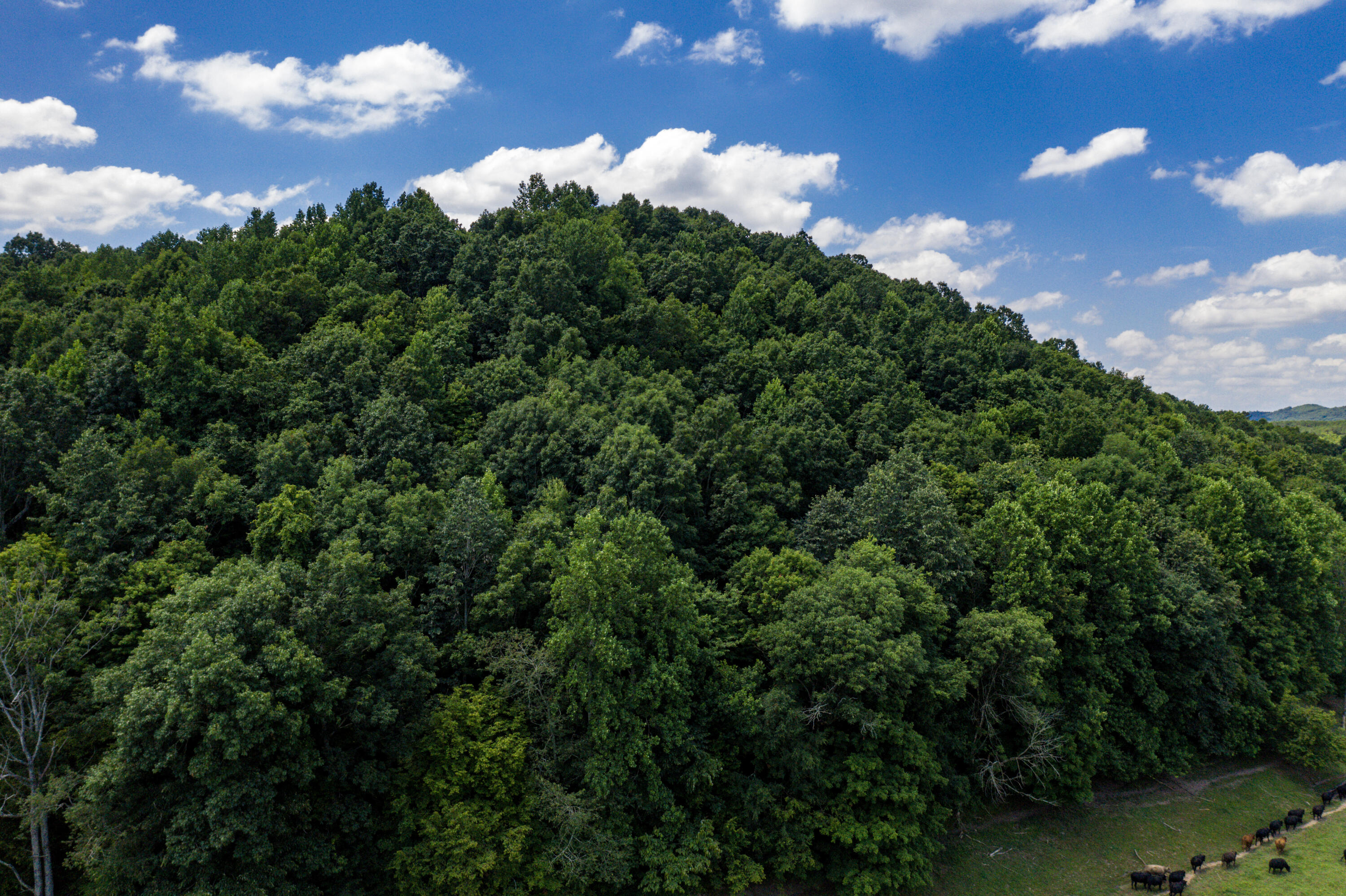 1636 White Oak Road Northwest Cleveland, TN 37312 - Photo 35 of 50 35-DJI_0147
