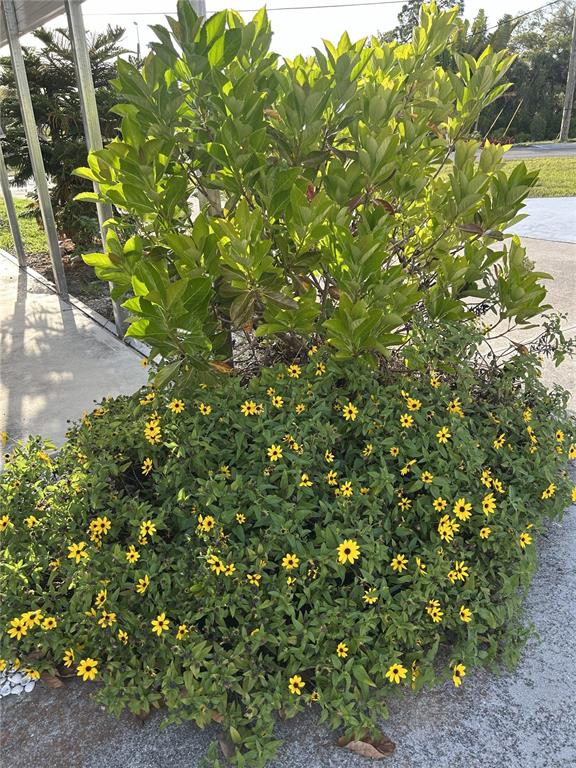1891 Englewood Road, Unit 45 Englewood, FL 34223 - Photo 53 of 55 a view of a tree with a plant
