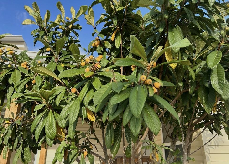 1891 Englewood Road, Unit 45 Englewood, FL 34223 - Photo 55 of 55 a view of a plant