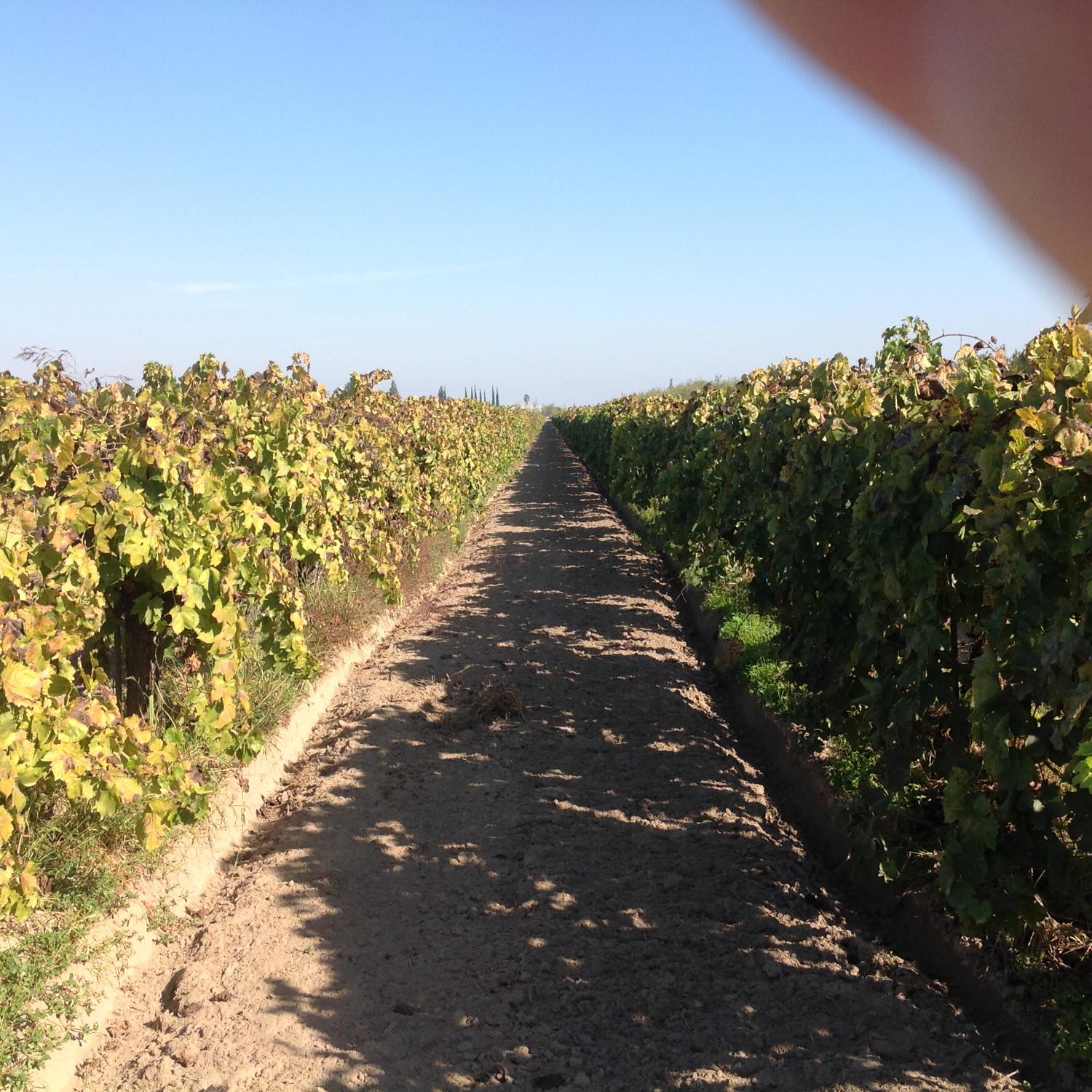 6623 East Nebraska Avenue Selma, CA 93662 - Photo 2 of 6 a view of a pathway both side of yard