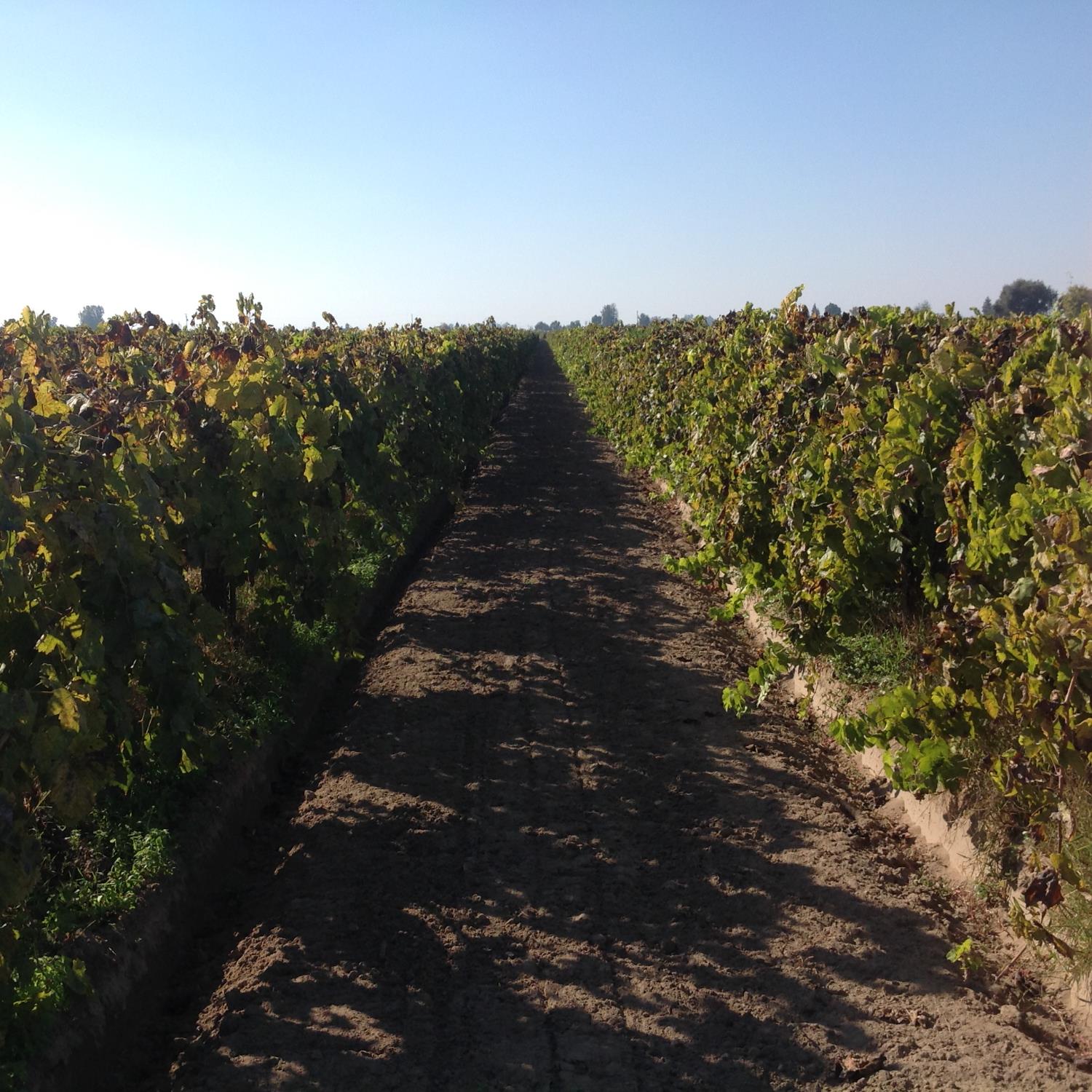6623 East Nebraska Avenue Selma, CA 93662 - Photo 6 of 6 a view of a yard