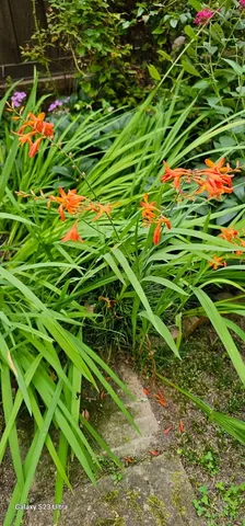 a close up of a flower in a garden
