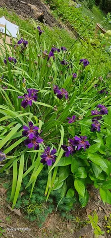 a picture of flowers