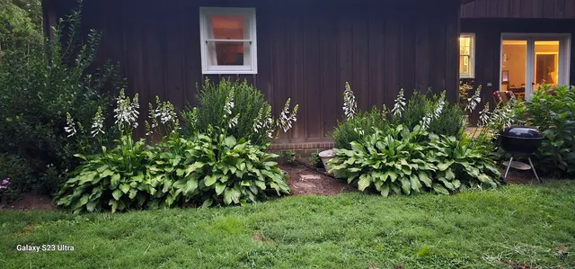a view of a tree in the forest