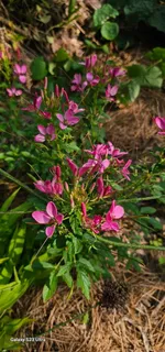 $465,000 | 954 Belmont Road, Manchester, TN 37355