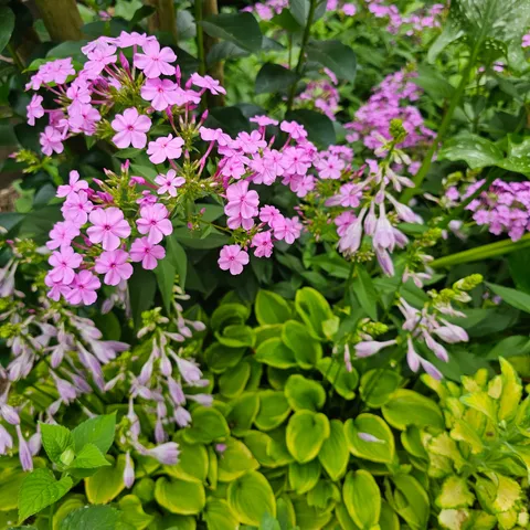 a view of a dry yard with trees