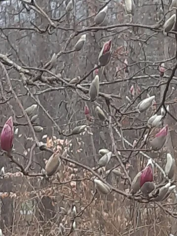 $450,000 | 954 Belmont Road, Manchester, TN 37355