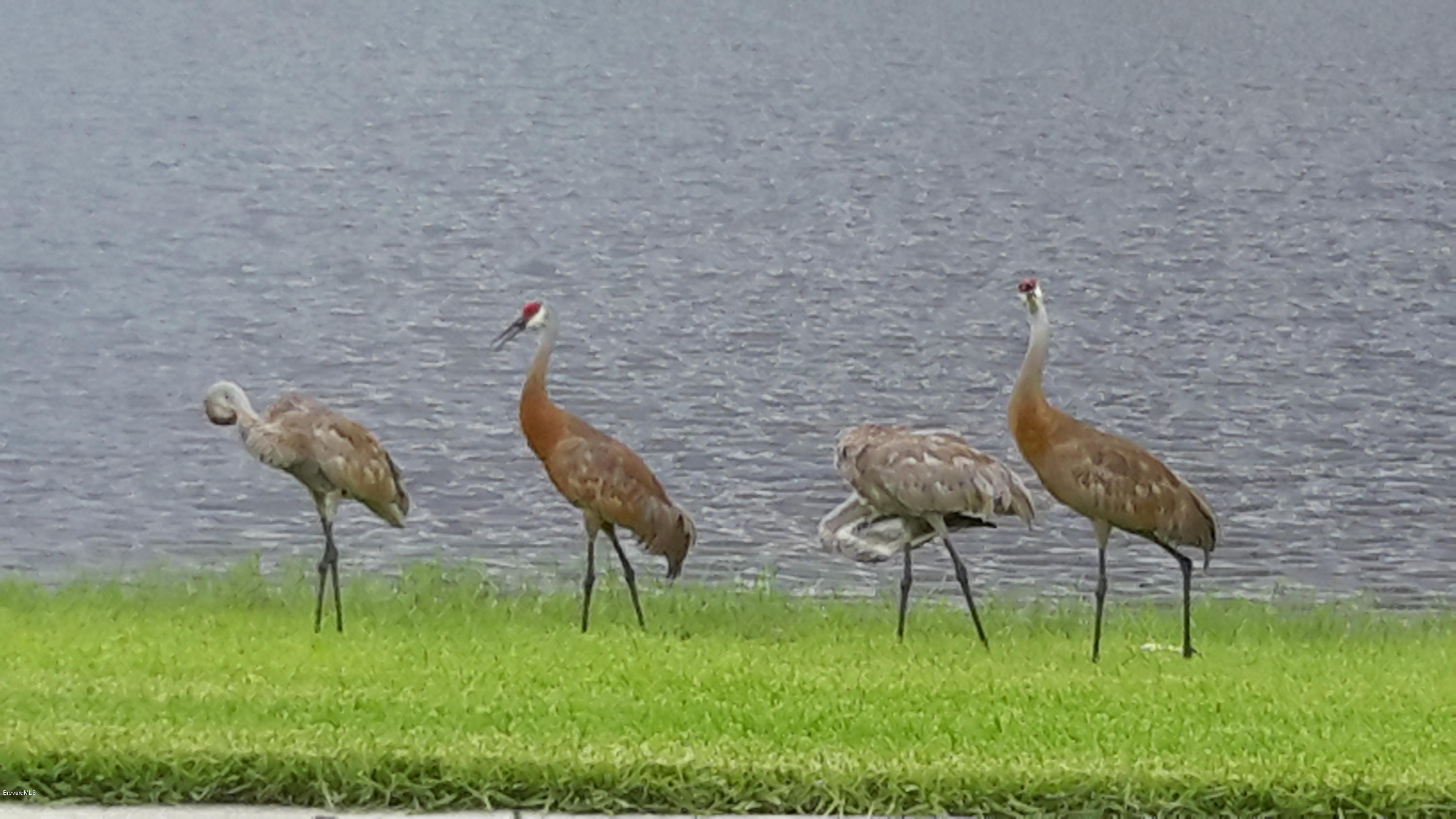 3479 Ahern Place Melbourne, FL 32940 - Photo 17 of 19 Enjoy the wildlife