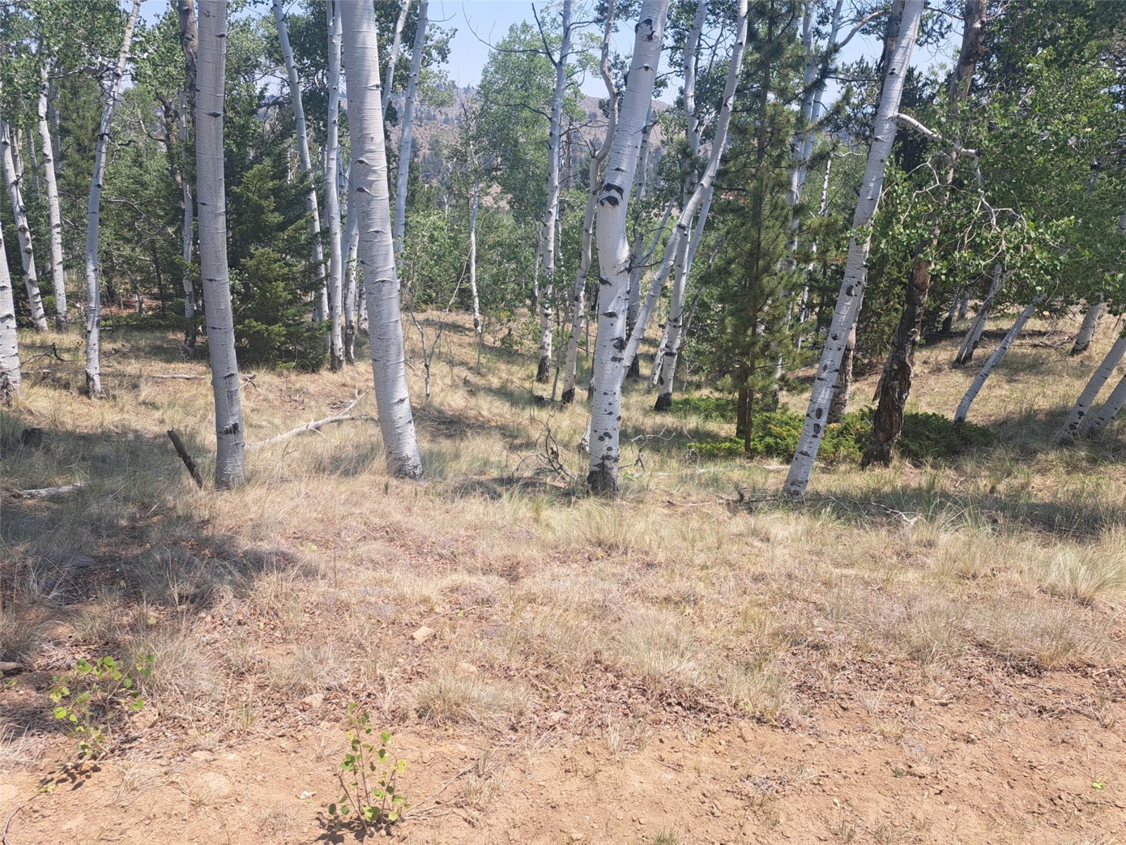 2338 Fitzsimmons Road Hartsel, CO 80449 - Photo 21 of 32