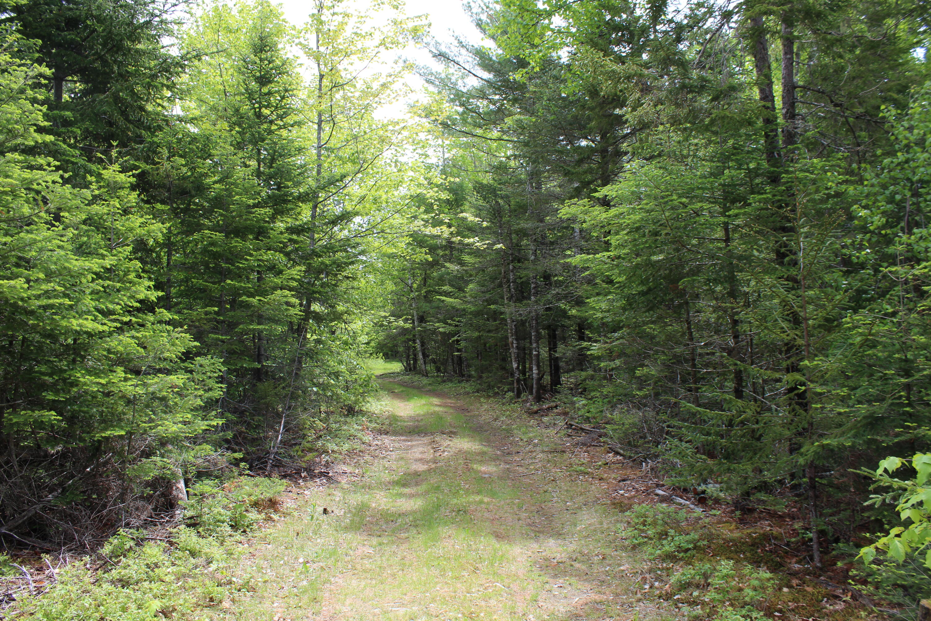 M2-l9 &10 Diffin Hill Road Robbinston, ME 04671 - Photo 41 of 66 IMG_5317