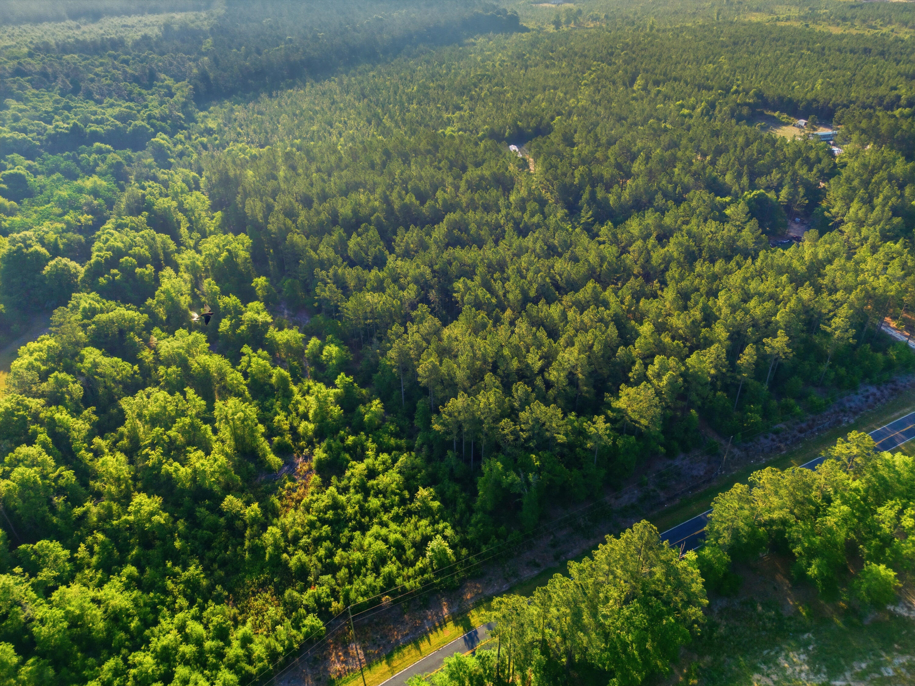 15-acres South Dixie Road Wagener, SC 29164 - Photo 5 of 8