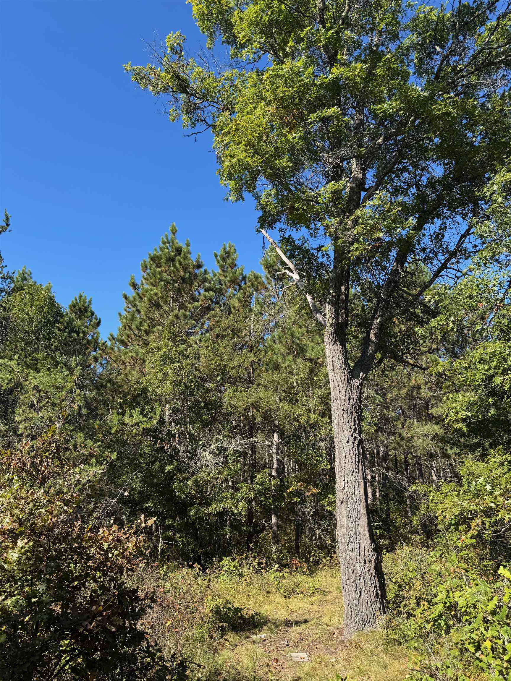 Lot 18 Cove Lane Gordon, WI 54838 - Photo 12 of 25 View of woods