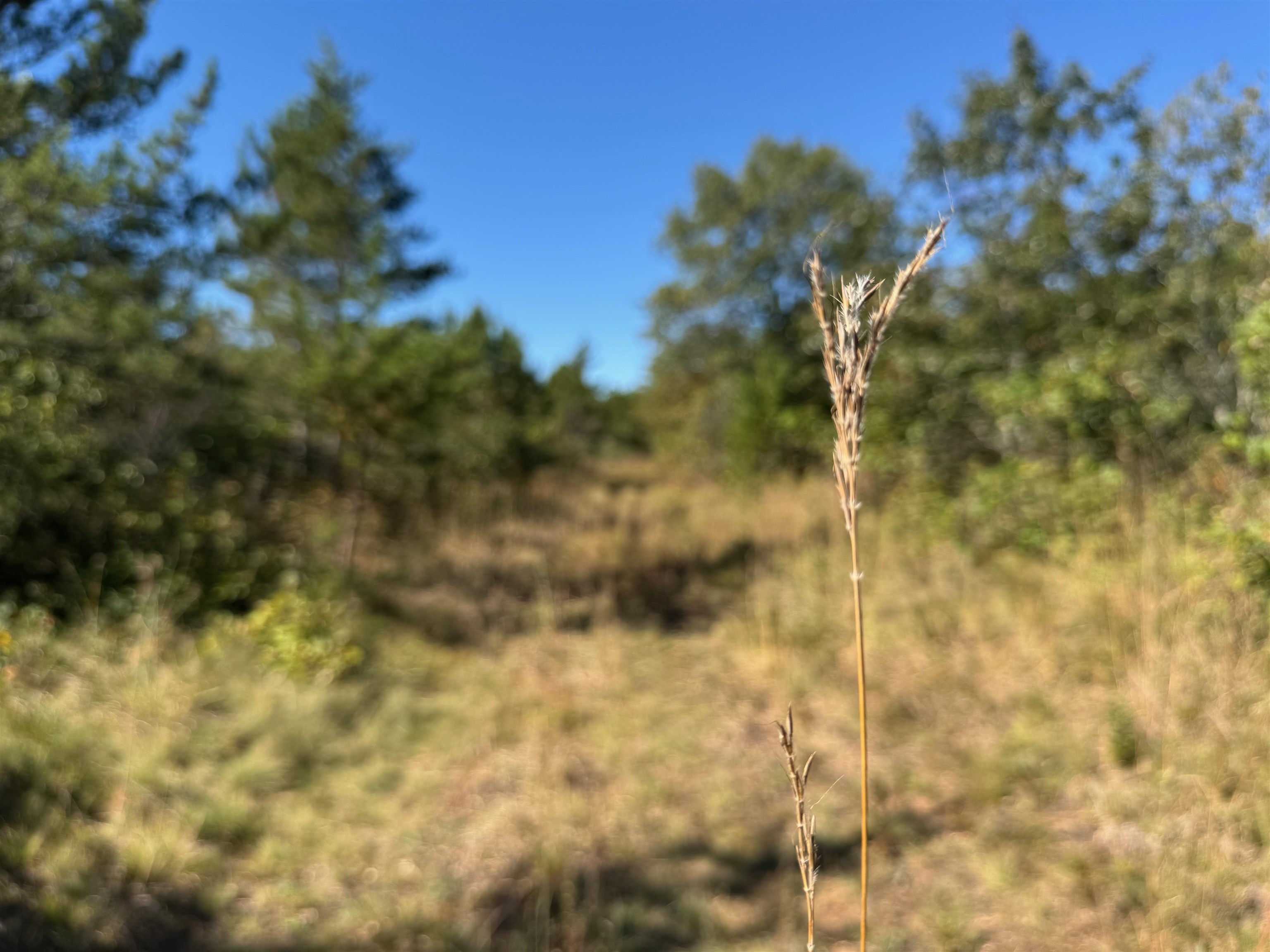 Lot 18 Cove Lane Gordon, WI 54838 - Photo 14 of 25 View of local wilderness