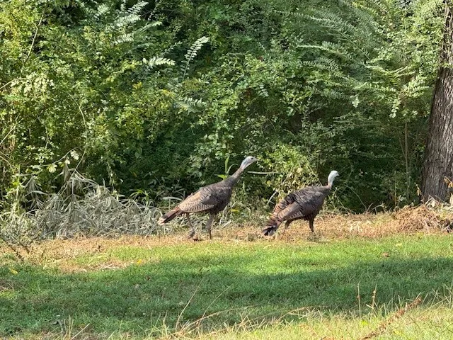 $647,500 | 5843 Happy Hollow Lane, Joelton, TN 37080