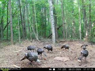 Tbd Austin Traphill Road Traphill, NC 28685 - Photo 5 of 6