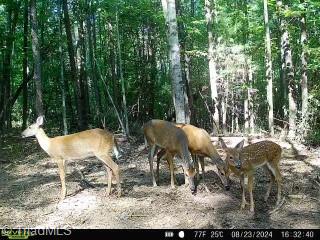 Tbd Austin Traphill Road Traphill, NC 28685 - Photo 6 of 6