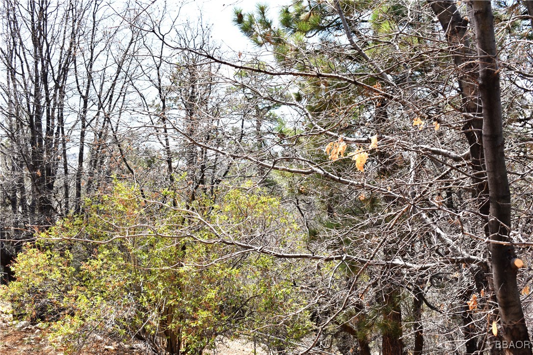 442 Inyo Avenue Sugarloaf, CA 92386 - Photo 32 of 33 a view of a yard
