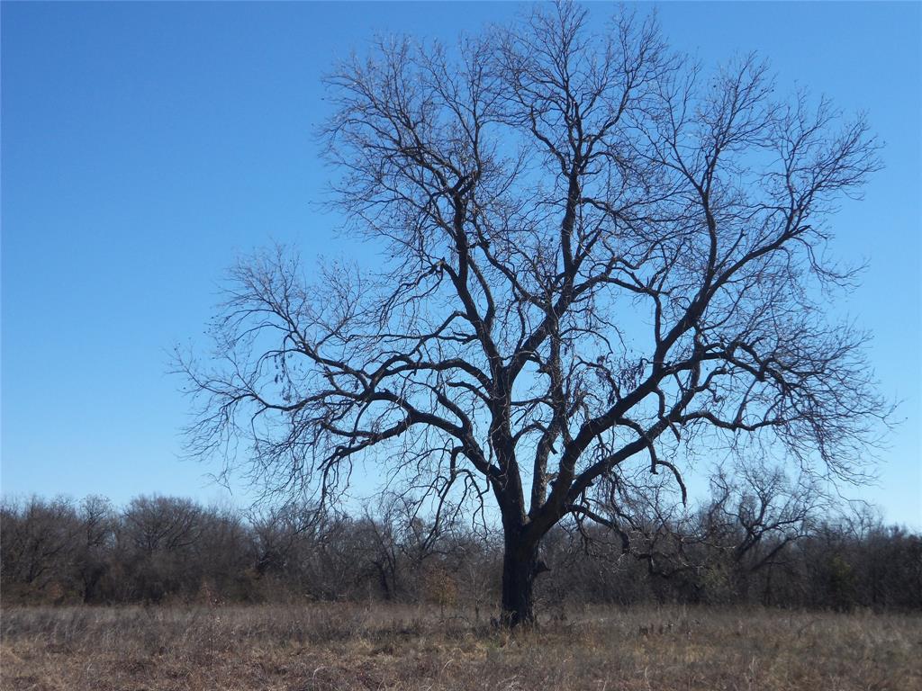 590 Pr 370 Road Hubbard, TX 76648 - Photo 28 of 28 Mature Pecan tree