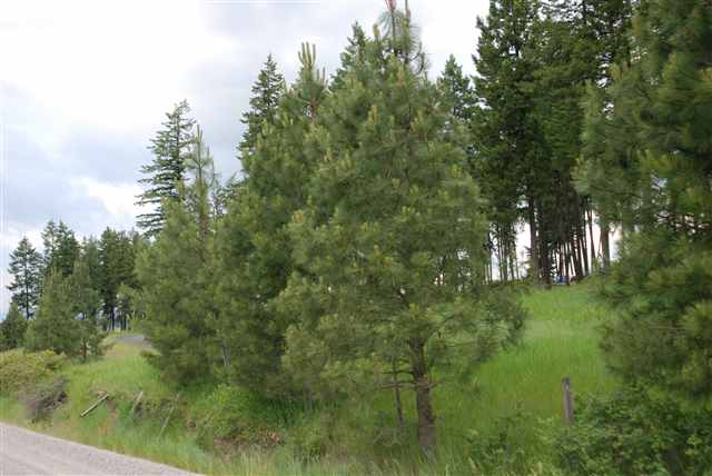 0 West Hazard Road Mead, WA 99021 - Photo 3 of 5 Gallery Image 3