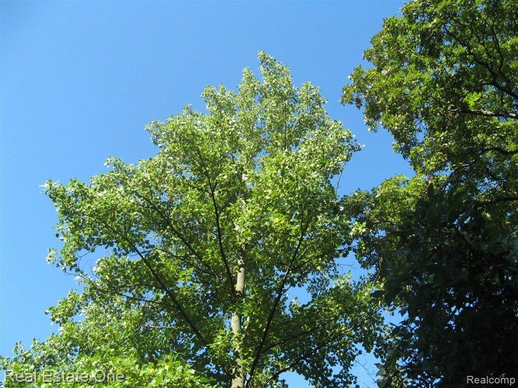 3320 Hazelton Avenue Rochester, MI 48307 - Photo 12 of 13 Beautiful Mature Trees.JPG