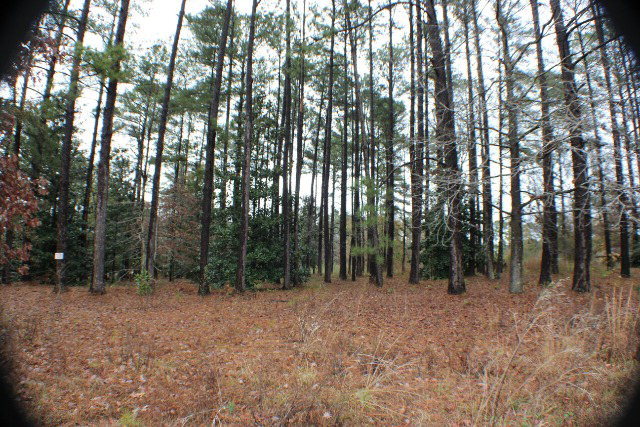 a view of outdoor space with lots of trees