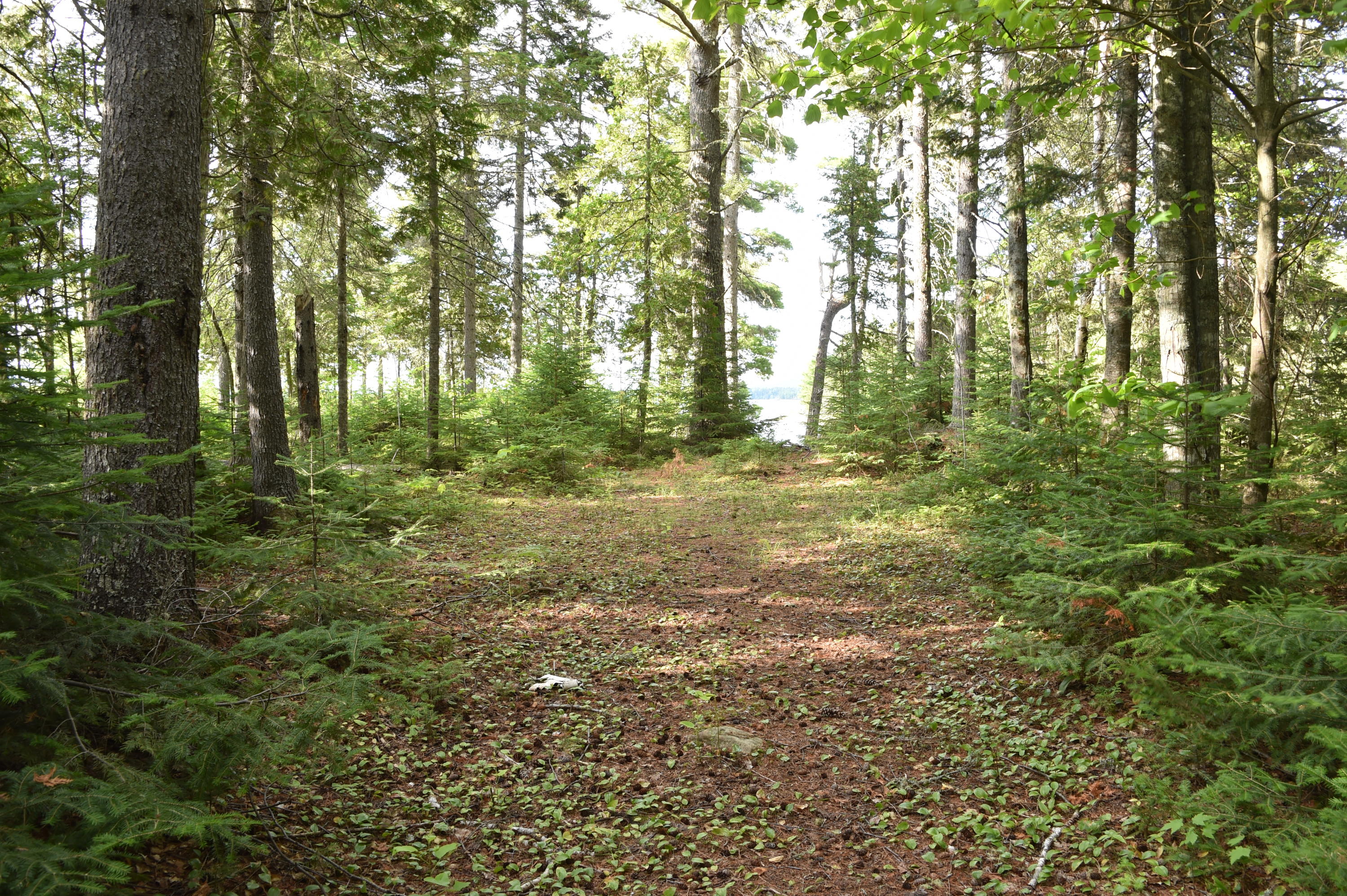 T3 R12 Wels Me 04441 Road Millinocket, ME 04462 - Photo 23 of 32 DSC_1839