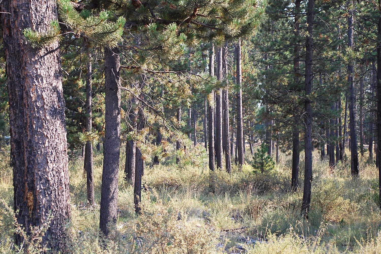 17137 Covina Road Bend, OR 97707 - Photo 1 of 11 Primary Photo