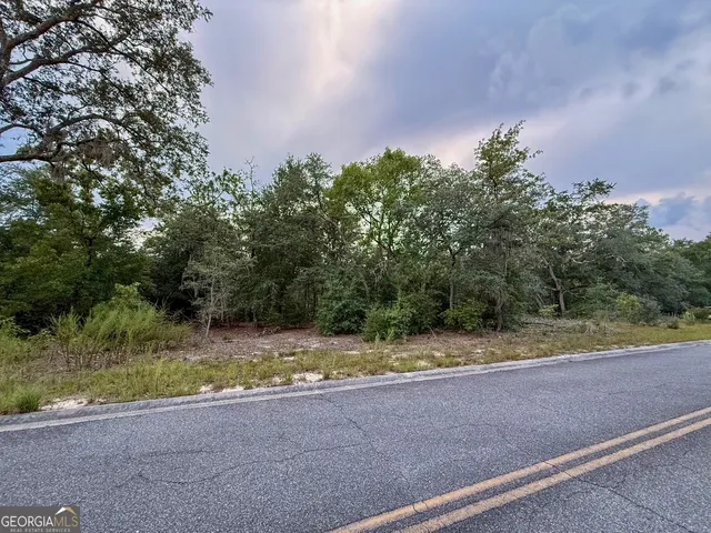 a view of a forest with a tree