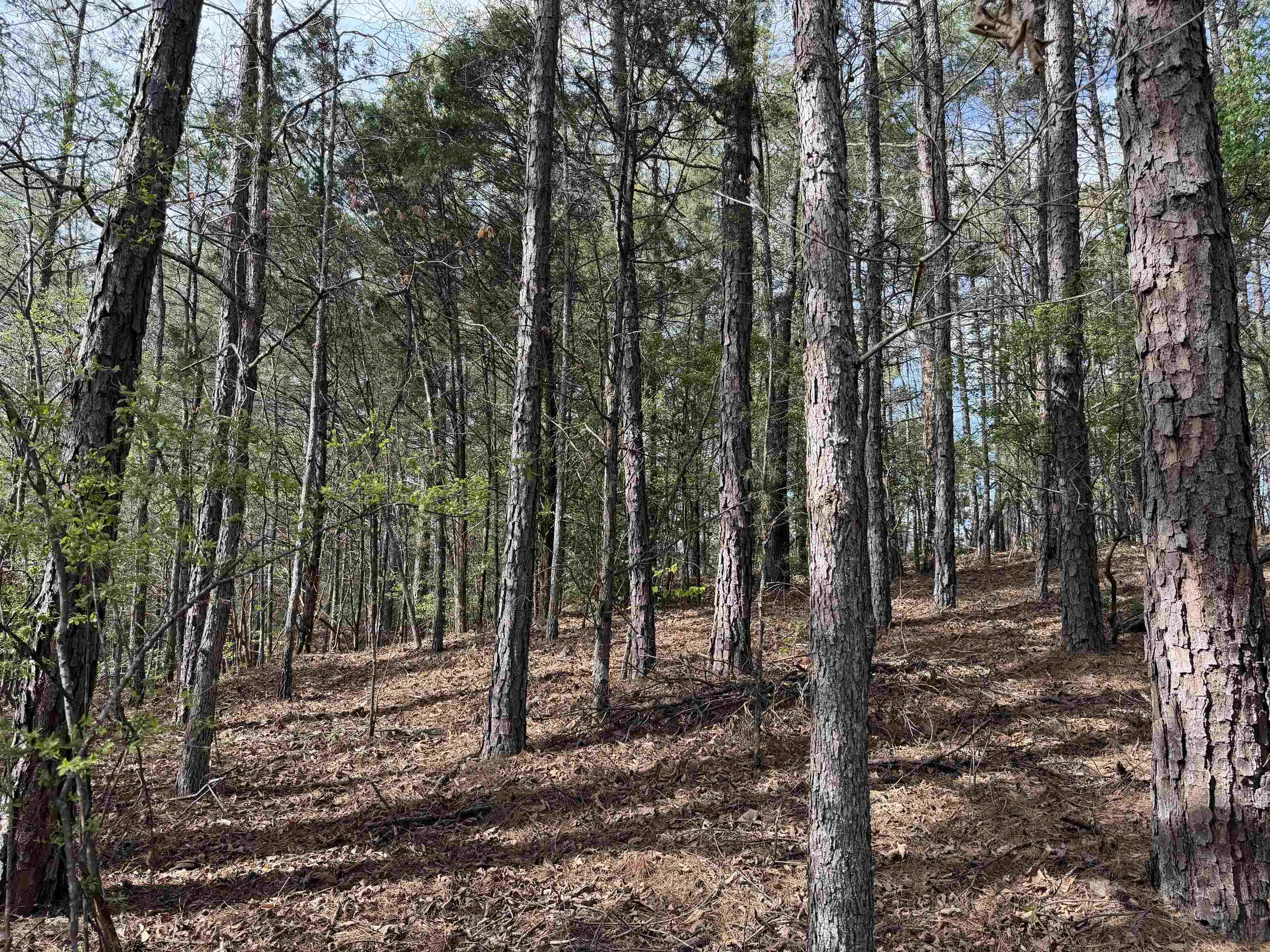 940 Old Lula Road Reagan, TN 38368 - Photo 36 of 39 a view of a forest filled with trees