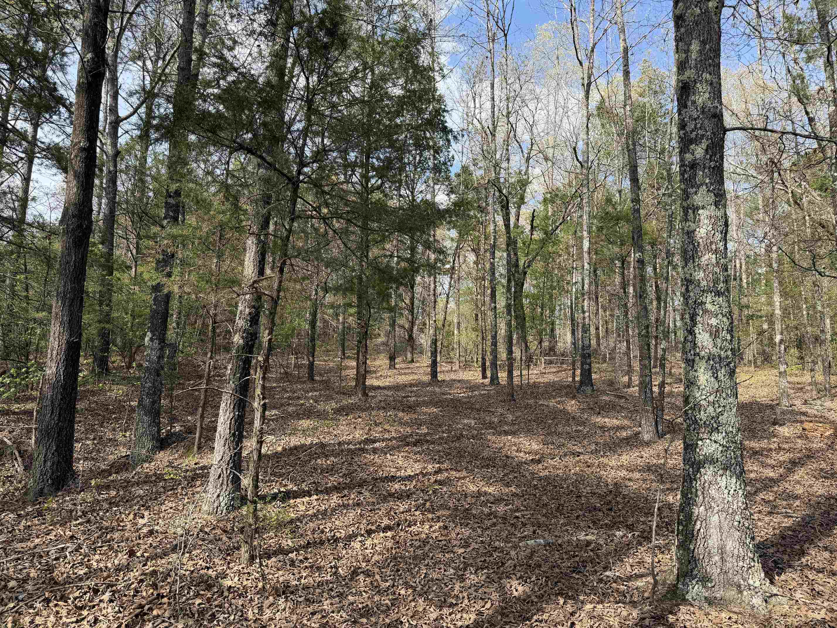 940 Old Lula Road Reagan, TN 38368 - Photo 7 of 39 a view of a forest with trees