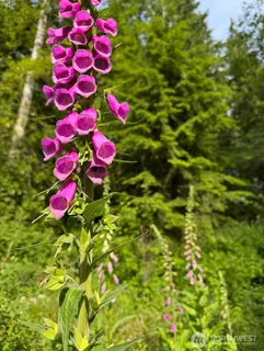 a view of a flower