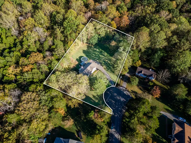 a view of a tree with a plant