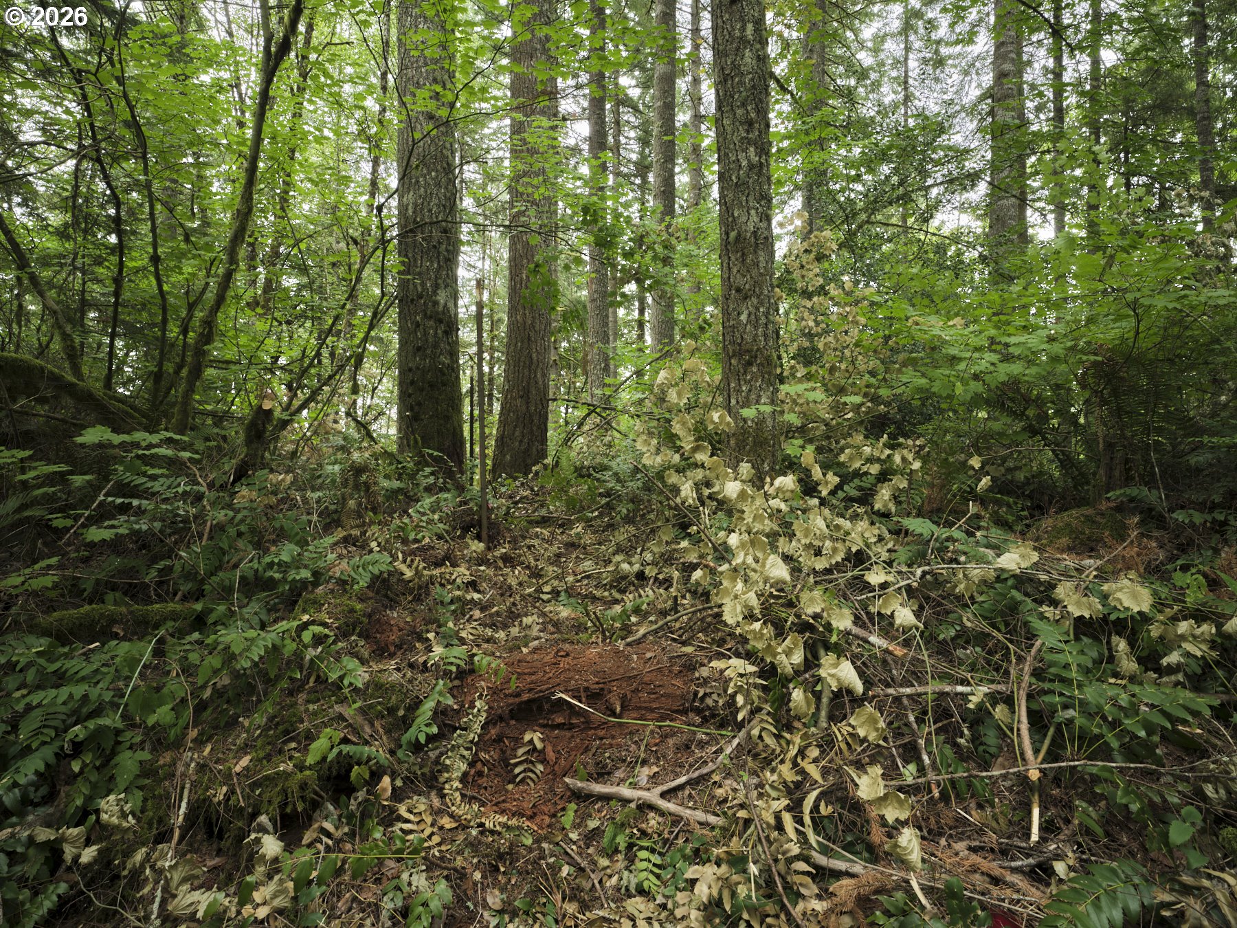 38610 Northeast Rotschy Road Yacolt, WA 98675 - Photo 18 of 39 Gallery Image 18