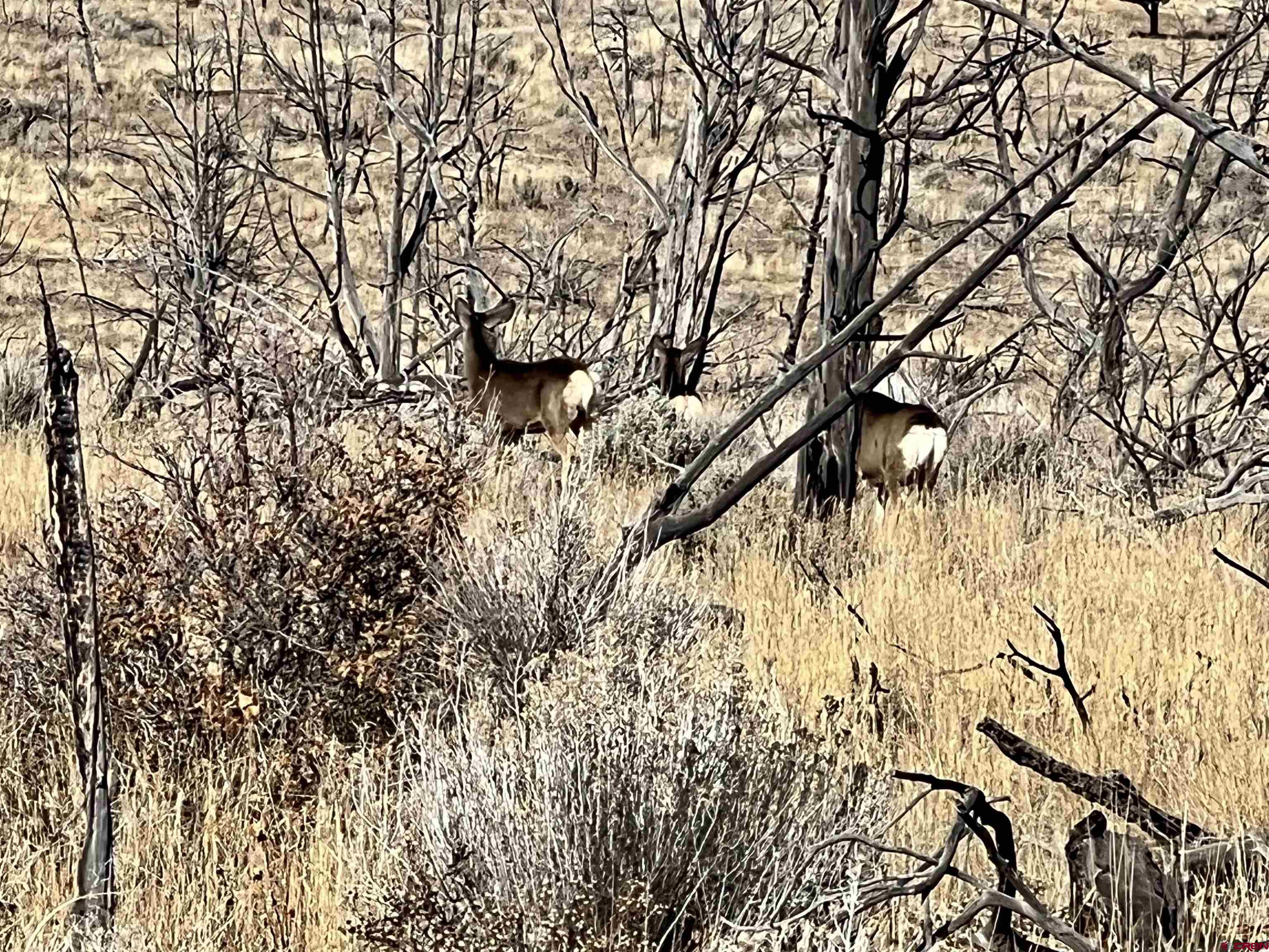 0 Akati Gulch Road Hesperus, CO 81326 - Photo 30 of 30