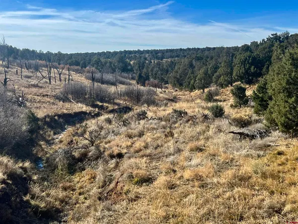 a view of a forest with mountains in the background