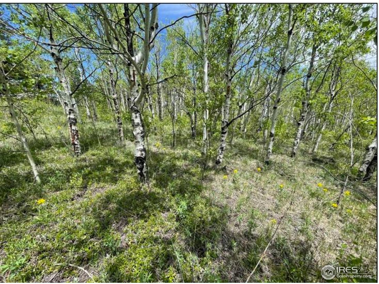 11320 Gold Hill Road Boulder, CO 80302 - Photo 3 of 7 a view of a lush green forest