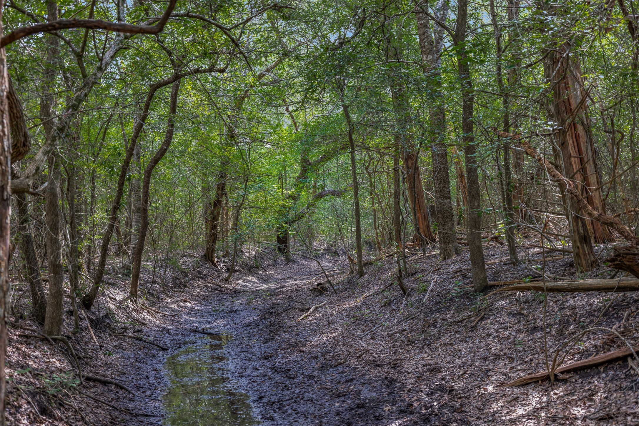 0 Schuster Road Round Top, TX 78954 - Photo 7 of 26