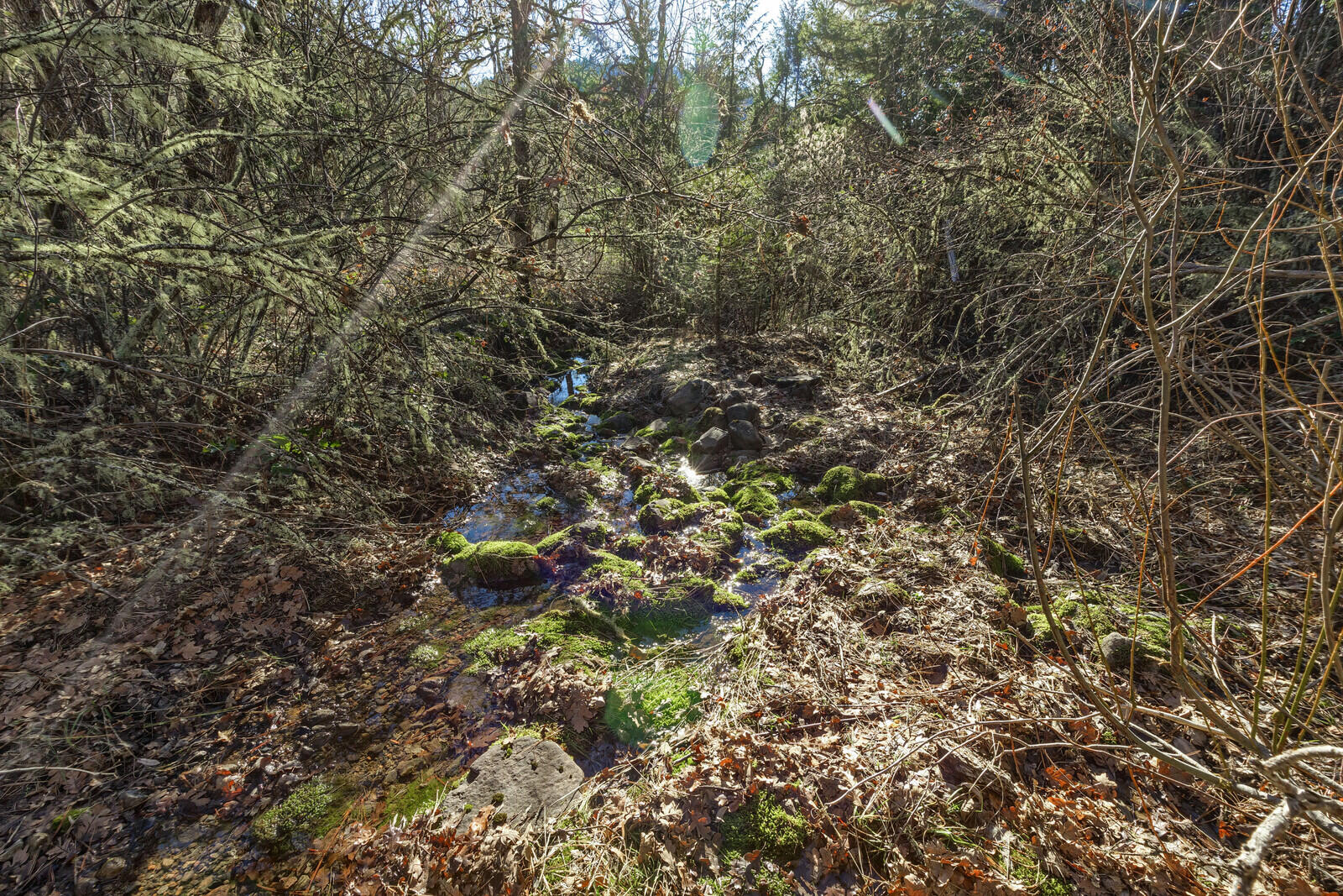 8317 Dead Indian Memorial Road Ashland, OR 97520 - Photo 10 of 37 a view of forest