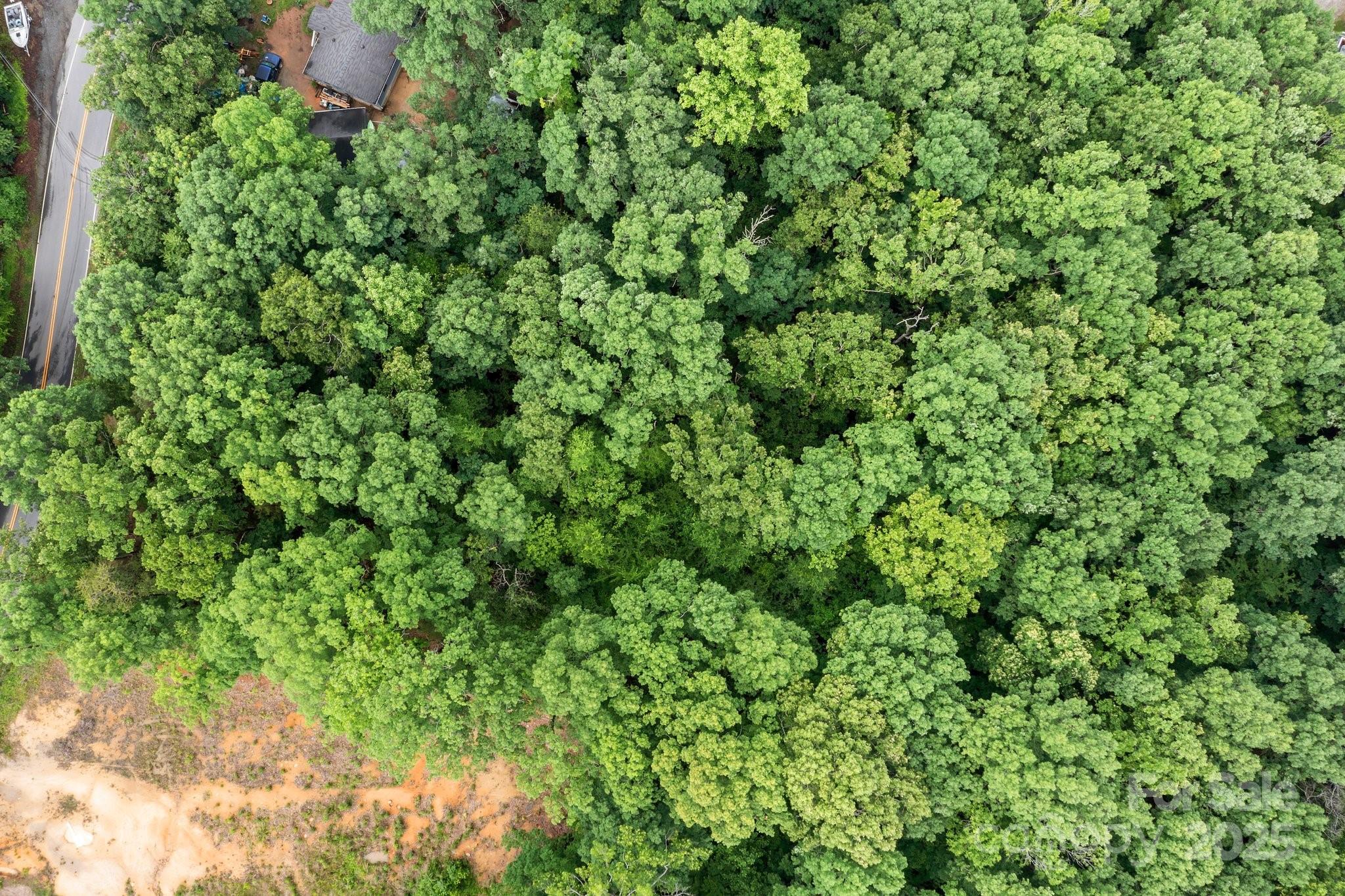 1607 Hart Road Charlotte, NC 28214 - Photo 3 of 14 a view of a lush green forest with a tree