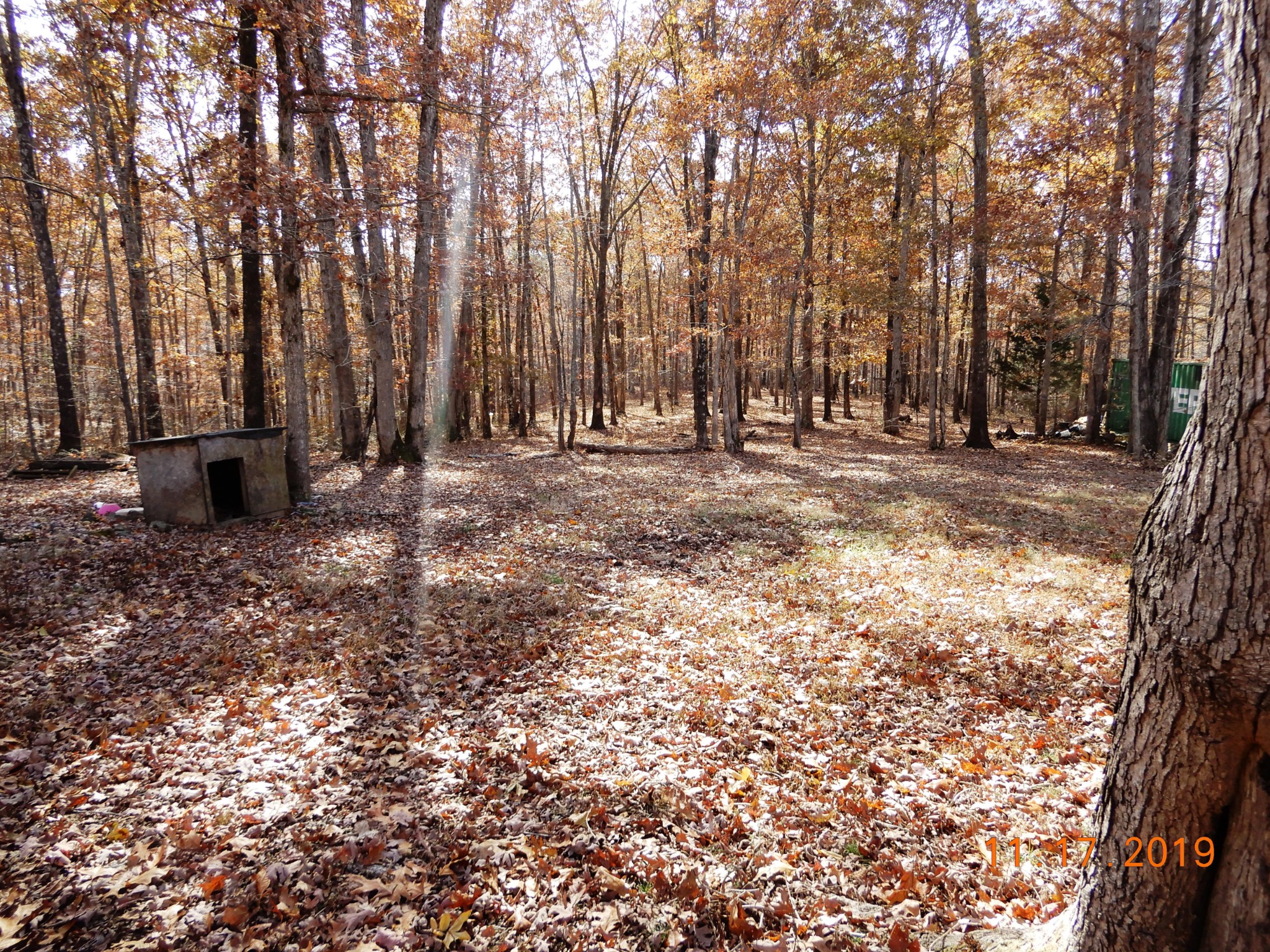 10408 Wilder Point Road Bon Aqua, TN 37025 - Photo 16 of 27 a view of a yard with large trees