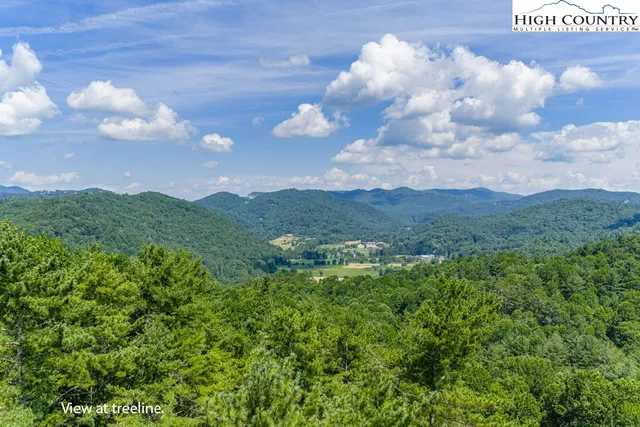 a view of a bunch of trees in the yard