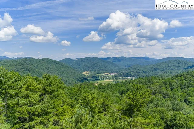 a view of a bunch of trees in the yard