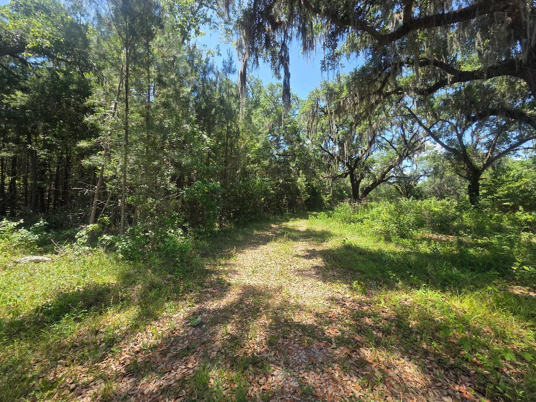 0 Capital Road Jacksonboro, SC 29452 - Photo 4 of 6 roads throughout